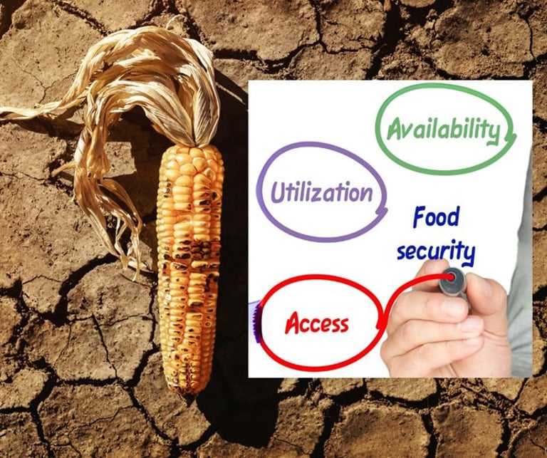 South Africa's G20 Presidency to Spotlight African Food Security and Climate Resilience