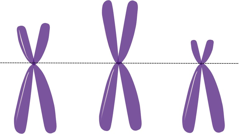 Maternal X Chromosome Bias Linked to Cognitive Decline in Aging Female Mice, Study Reveals