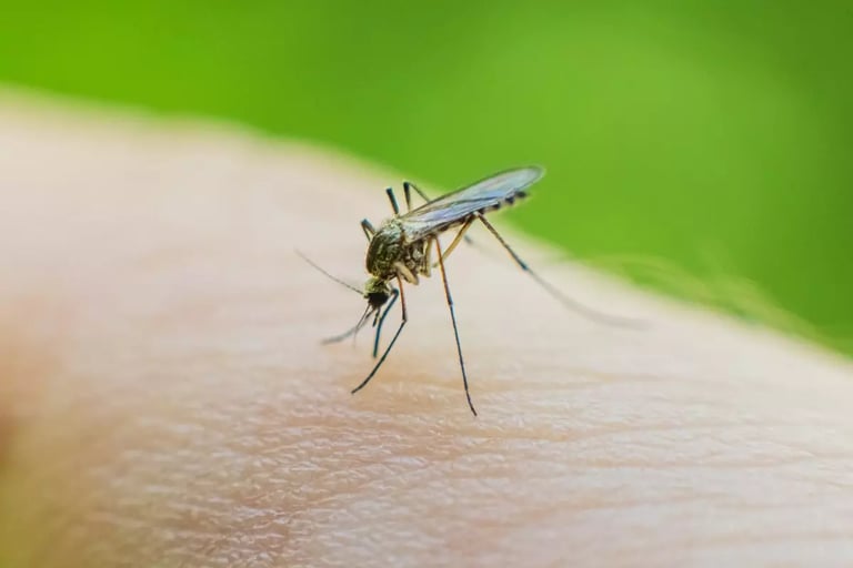 UK on Alert: Rise in Disease-Carrying Mosquitoes Sparks Surveillance and Prevention Efforts