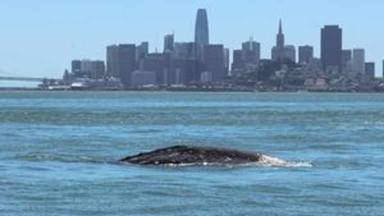 Study Reveals High Gray Whale Mortality in San Francisco Bay Due to Vessel Strikes