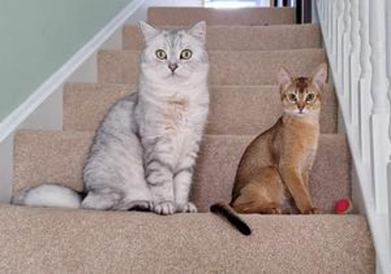 Study Uncovers Genetic Links Between Cat and Human Cancers, Paving Way for Shared Treatments