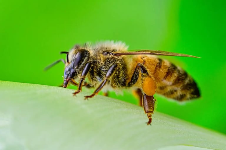 Breakthrough Yeast-Based Superfood Could Revolutionize Honeybee Health and Combat Colony Decline