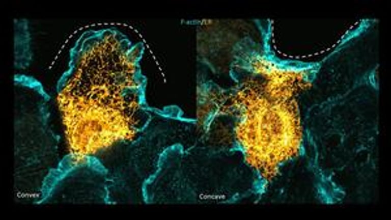 Study Unveils Endoplasmic Reticulum's Role in Wound Healing and Cancer Spread