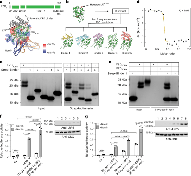 Breakthroughs in Norrin–Frizzled4 Signaling Unveil Therapeutic Potential for Vascular and Neurological Disorders