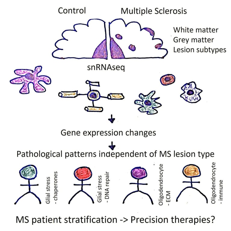 Breakthrough MS Study Maps Brain Cells, Paves Way for Personalized Treatments