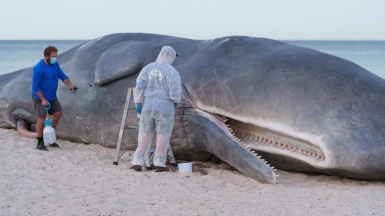 Giant Beached Whale Art Hits Adelaide, Stirs Climate Conversation