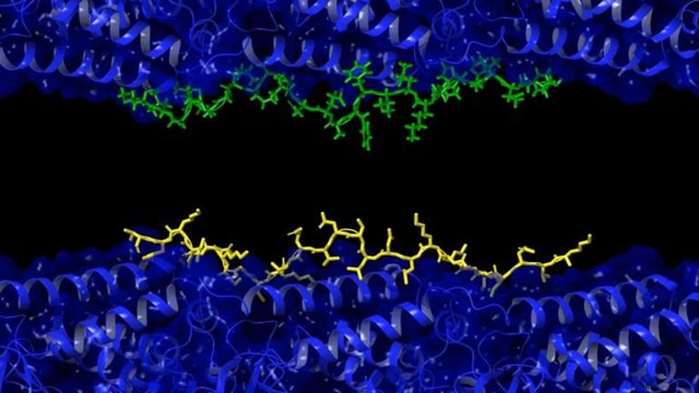 New Study Unveils Unified Mechanism Linking Amyloid Beta and Tau in Alzheimer's Disease