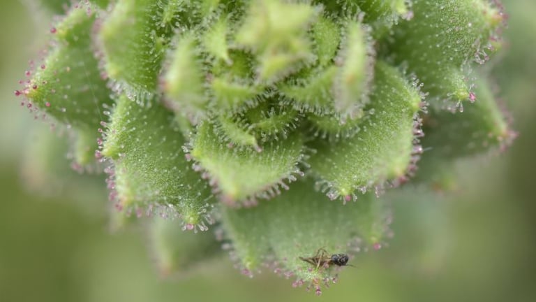 New Carnivorous Plant Discovered, Confirms Darwin's Century-Old Hypothesis on Saxifraga