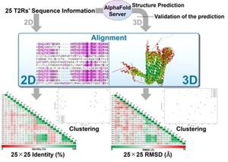 AI Breakthrough: AlphaFold3 Reveals Precise 3D Structures of Human Bitter Taste Receptors