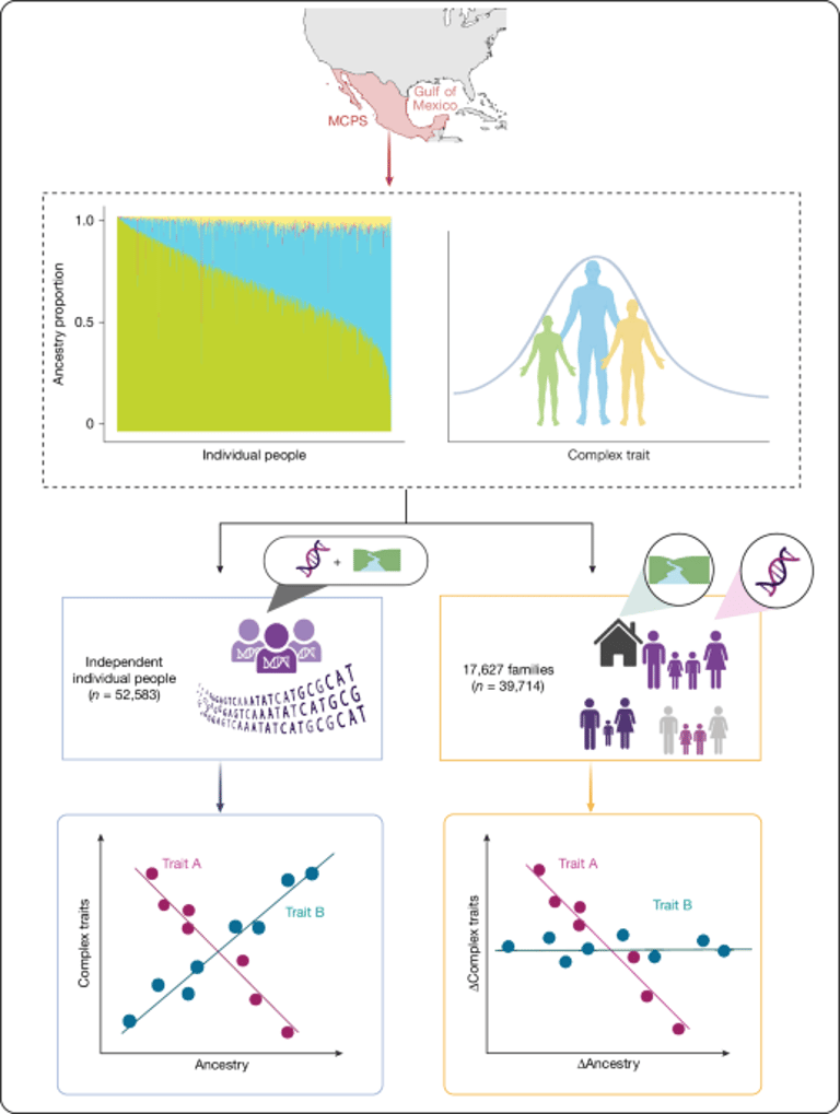 Study: Genetic Ancestry Influences Height and Diabetes, Not Education, in Mexican Population