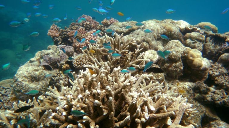 Great Barrier Reef Faces Unprecedented Coral Bleaching: 72% Loss in Northern Regions Sparks Urgent Action Calls