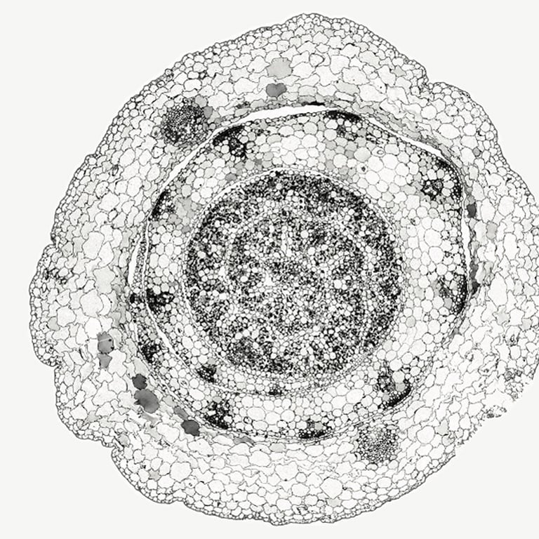 Breakthrough in Photosynthesis Evolution Could Revolutionize Crop Efficiency and Resilience