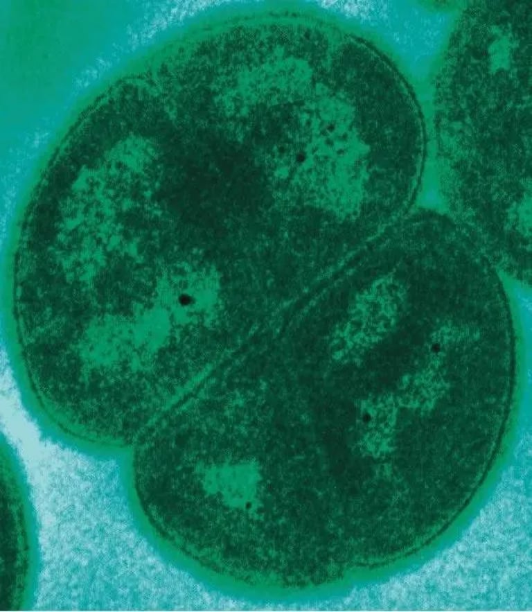 New Bacteria from Everest Thrives in Extreme Conditions, Reveals Potential for Cancer Treatment