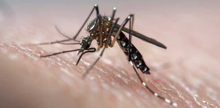 Revolutionary Mosquito Control Method Shows 95% Success in Australia, Eyes Expansion to US
