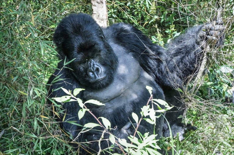 Study Reveals Same-Sex Behaviours in Primates Linked to Stress, Social Benefits