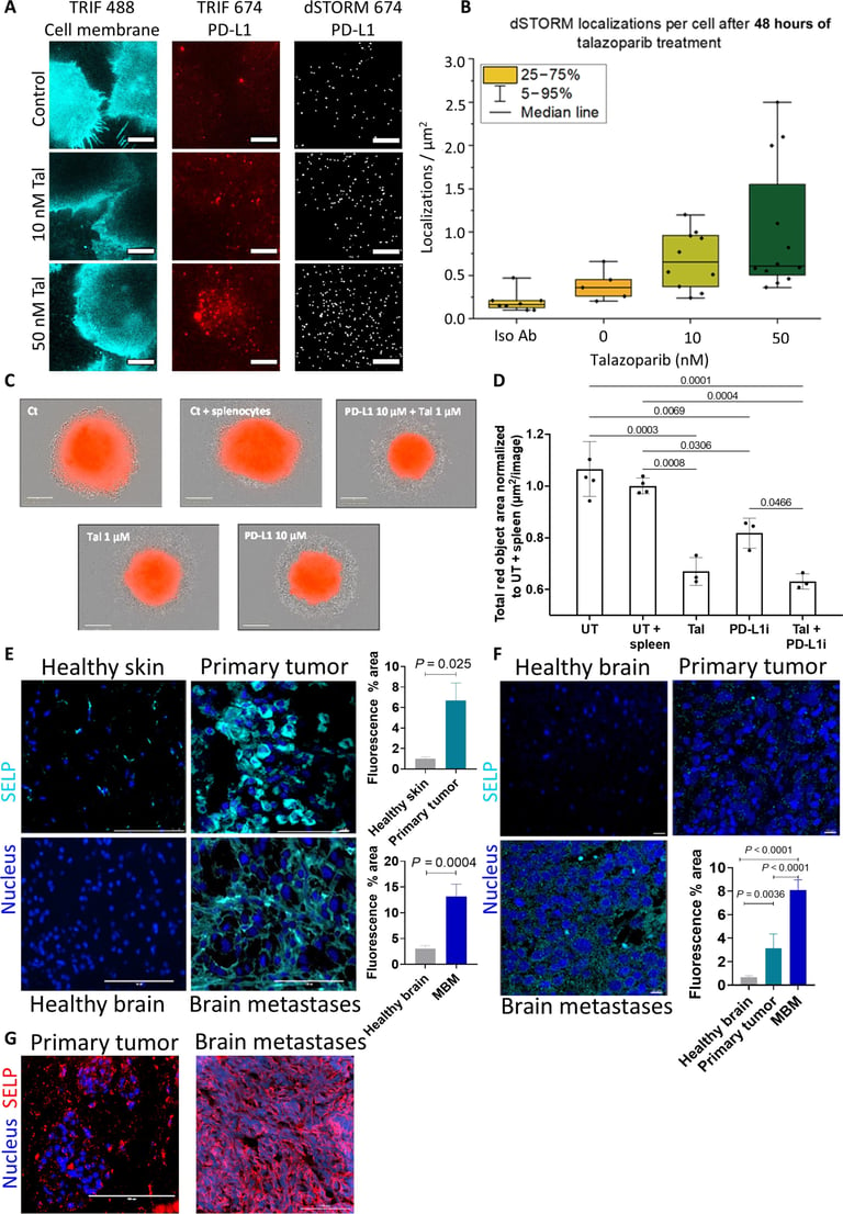 Breakthrough Cancer Treatment: Dual-Drug Nanoparticles Double Survival Rates in Mice