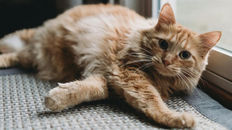 New Study Reveals Cats Domesticated in North Africa, Arrived in Europe 2,000 Years Ago