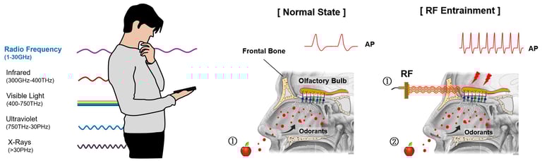 Revolutionary RF Stimulation Enhances Sense of Smell, Offers Hope for Anosmia Treatment