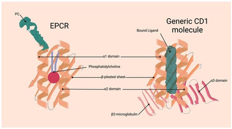 Unlocking the Secrets of EPCR: A Key Regulator in Coagulation and Inflammation