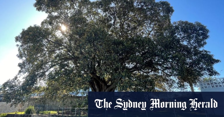 NSW Councils Champion Tree Protection to Combat Urban Heat