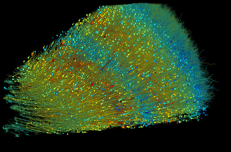 Harvard and Google Unveil Detailed 3D Brain Map Milestone
