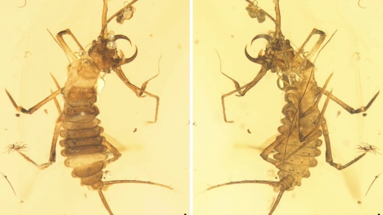 100-Million-Year-Old Beetle Found in Amber Defies Evolutionary Change