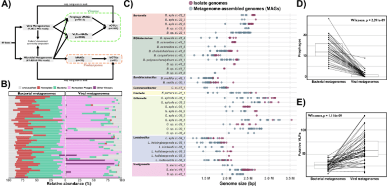Strain-Level Phage-Bacteria Interactions Shape Honeybee Gut Microbial Dynamics