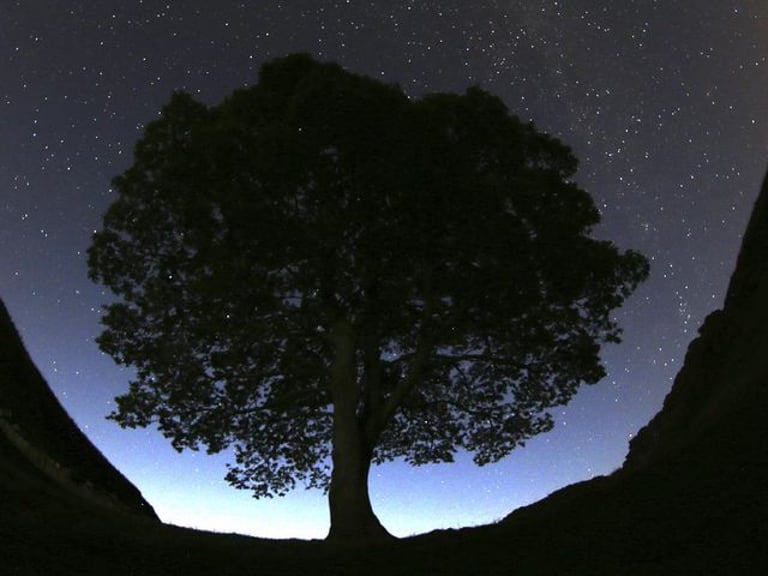 High-Profile Trial Begins for Alleged Felling of Iconic Sycamore Gap Tree