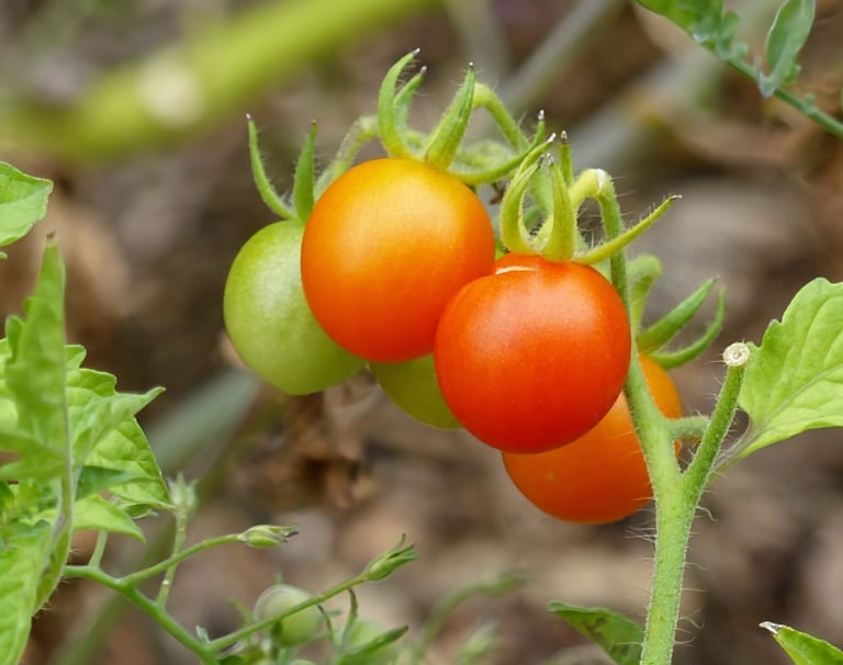Galápagos Tomatoes 'De-Evolve' to Ancient Traits, Challenging Evolutionary Theory