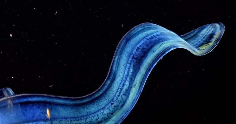 Ctenophores: Unlocking Secrets of Nervous Systems, Evolution, and Bioluminescence