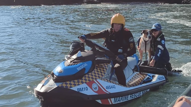 Heroic Marine Rescue Saves Dog Stranded on Snapper Island