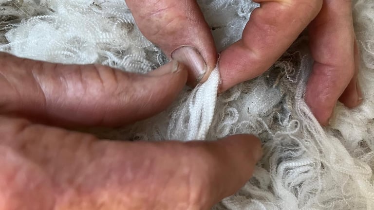 CSIRO Unveils Wool-Based Method to Measure Sheep Methane Emissions, Partnering with Fashion Industry