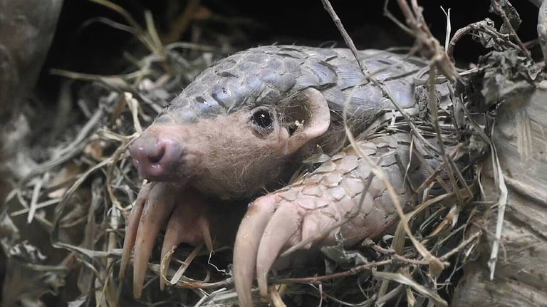 Interpol Busts Record Wildlife Trafficking Network, Seizes 30,000 Animals Across 134 Countries