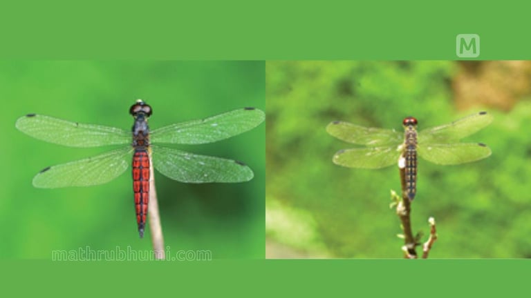 New Dragonfly Species Discovery Highlights Need for Conservation in Human-Altered Habitats
