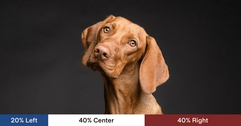 Study Reveals Dogs Absorb Human Stress, Impacting Their Emotions and Learning