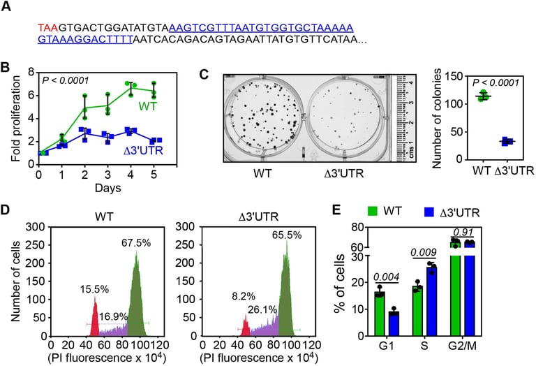 New Study Links FEM1B Gene to Cancer, Offers Hope for Targeted Treatments