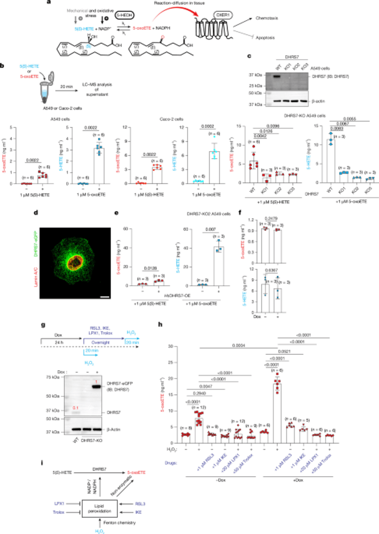 DHRS7 Enzyme: Key Player in Wound Detection, Oxidative Stress, and Innate Immunity