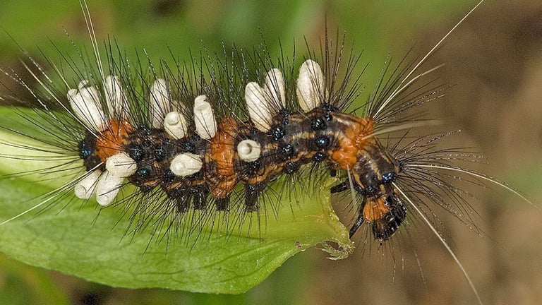 Global Insect Species Count Triples: New Study Reveals Undiscovered Biodiversity Amid 'Insect Apocalypse' Concerns