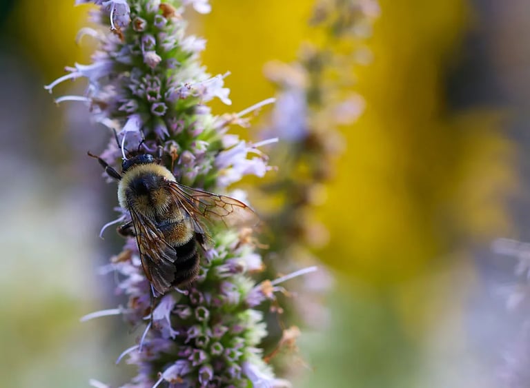Rusty Patched Bumble Bee's Recovery Boosted by 1.5 Million Acres of Critical Habitat Designation