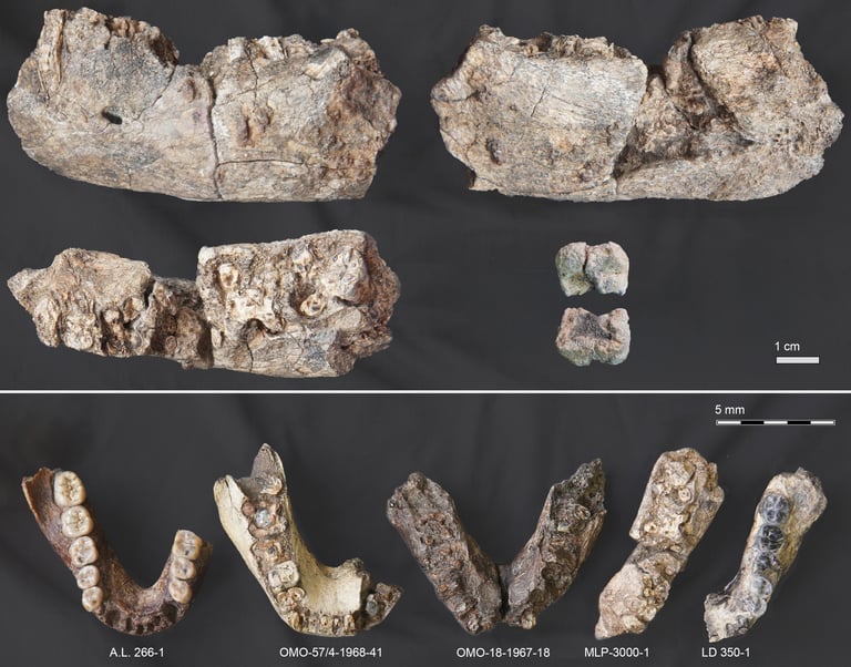 New Fossil Find in Ethiopia Reveals Paranthropus' Northern Expansion and Ecological Adaptability
