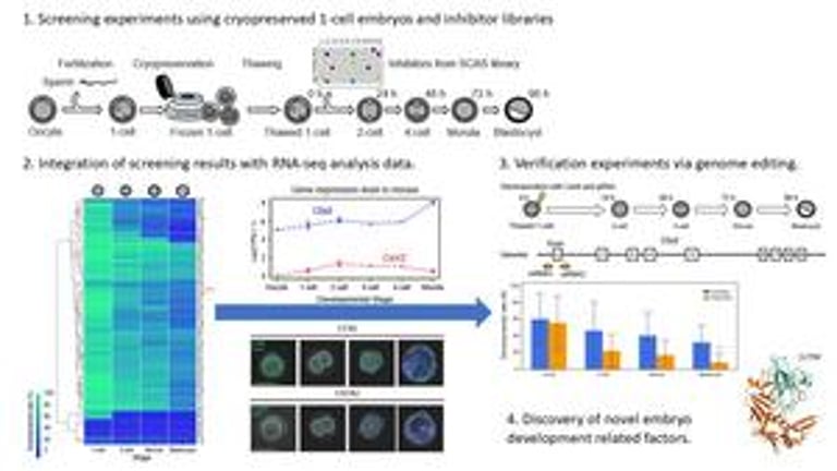 New Insights into Embryogenesis Could Revolutionize Assisted Reproductive Technologies