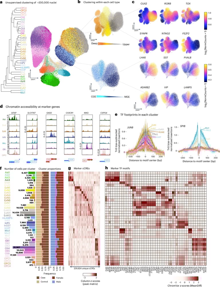 Breakthrough Study Links Depression to Specific Brain Cell Changes, Paving Way for Targeted Therapies