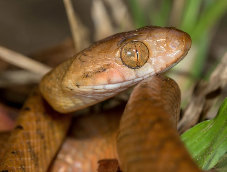 Hidden Genetic Diversity Boosts Guam's Invasive Brown Tree Snake Resilience