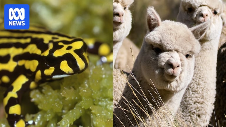 Alpaca Genes May Save Australian Frogs from Deadly Fungus, Thanks to Cutting-Edge Gene Editing
