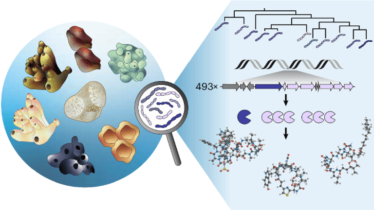 Vast Genetic Reservoir Revealed in Entotheonella: Unlocking New Potential for Bioactive Discovery