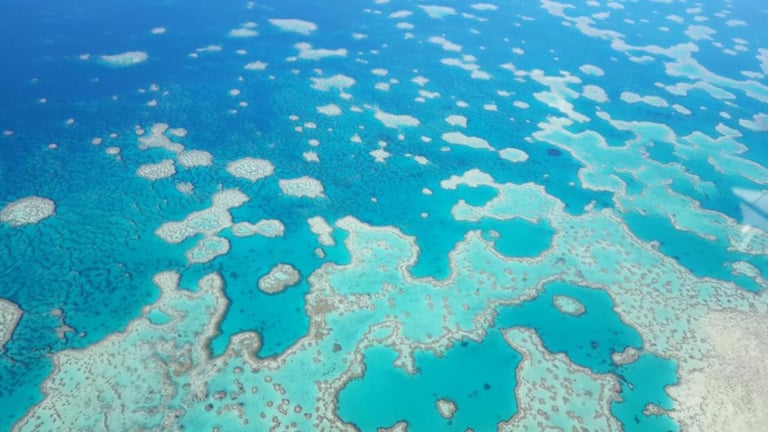 Great Barrier Reef Faces 72% Coral Loss Amid Unprecedented Bleaching and Natural Disasters