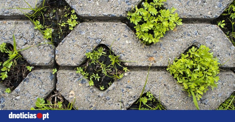 UPCoimbra Leads €1M EU Initiative for Climate-Resilient Urban Water Management