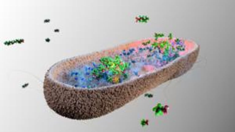 Cambridge Researchers Discover Gut Microbes Can Capture Toxic PFAS, Paving Way for Probiotic Solutions