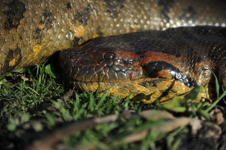 Scientists Unveil New Giant Anaconda Species in the Ecuadorian Amazon