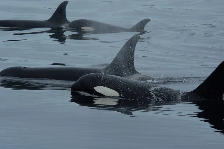 Orcas and Dolphins: A Surprising Collaboration in Salmon Hunting Revealed